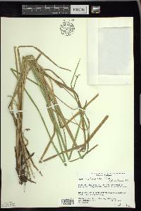 Carex × subimpressa image
