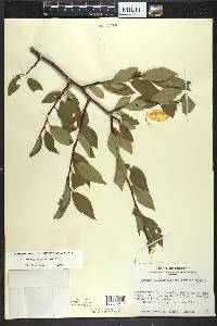 Prunus umbellata image