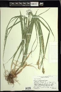 Carex fracta image