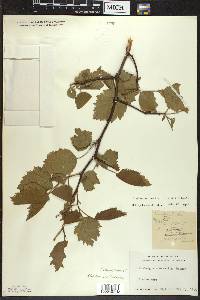 Crataegus mollis image