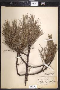 Pinus attenuata image