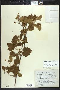 Rubus wheeleri image