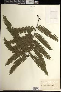 Adiantum polyphyllum image
