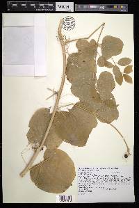 Smilax herbacea image