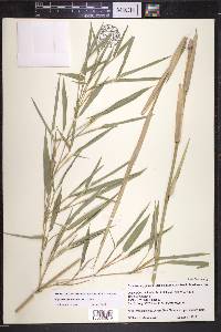 Phyllostachys aureosulcata image