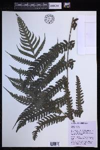 Pteridrys cnemidaria image