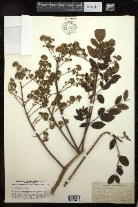 Aralia spinosa image