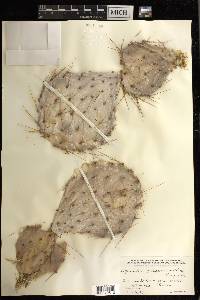 Opuntia phaeacantha image