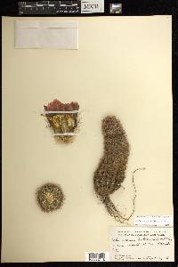 Echinocereus fitchii image