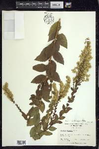 Solidago latissimifolia image