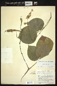 Galactia viridiflora image