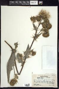 Cirsium fontinale var. campylon image
