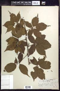Rubus × elegantulus image