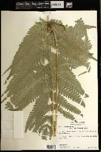 Pteris biaurita image