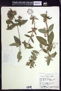 Gaudichaudia mcvaughii image