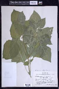 Solanum ptychanthum image