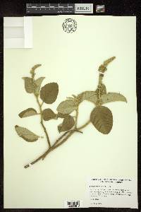 Croton chilensis image