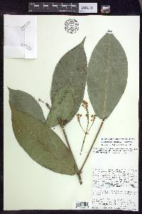 Malpighia sessilifolia image