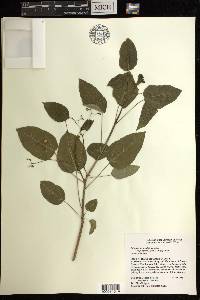 Jatropha hernandiifolia var. portoricensis image