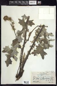 Cirsium fontinale var. campylon image