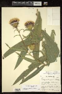 Acourtia longifolia image