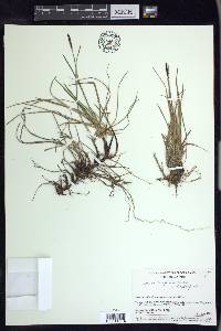 Carex scirpoidea subsp. scirpoidea image