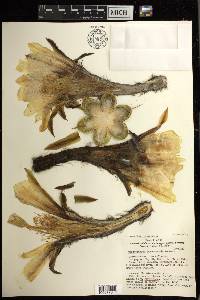 Trichocereus macrogonus image