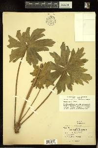 Geranium oreganum image