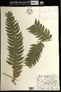 Pteris arborea image