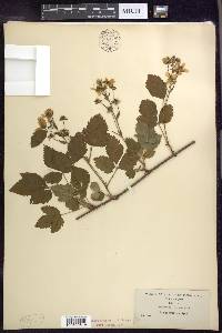 Rubus vermontanus image