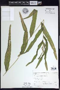 Potamogeton praelongus image