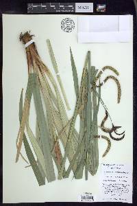 Carex agastachys image
