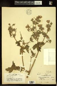 Geranium oreganum image