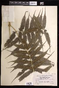 Pteris orizabae image