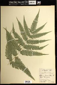 Pteris biaurita image