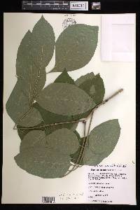 Fraxinus profunda image