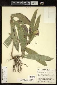 Acourtia longifolia image