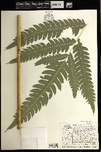 Pteris arborea image