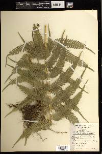 Pteris biaurita image