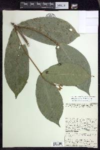 Malpighia sessilifolia image