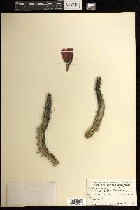Echinocereus pentalophus image