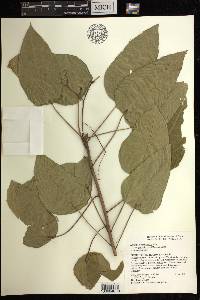 Jatropha hernandiifolia image