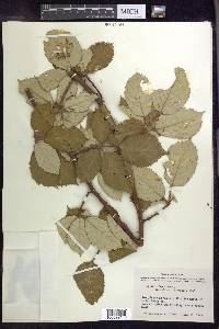 Rubus bifrons image