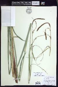 Carex agastachys image