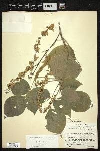 Galactia viridiflora image