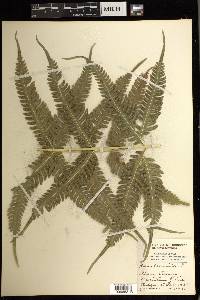 Pteris biaurita image