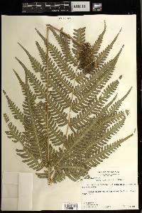 Pteris biaurita image