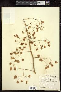 Begonia uruapensis image