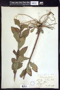 Solidago rugosa var. aspera image