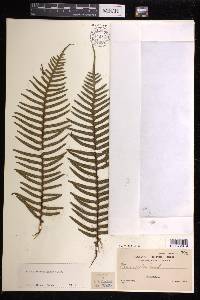 Pteris mertensioides image